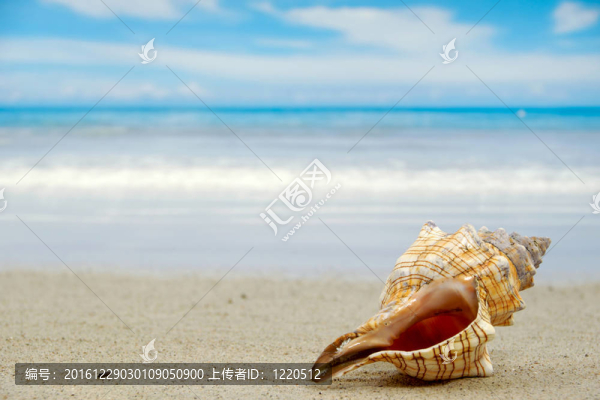 海灘貝殼