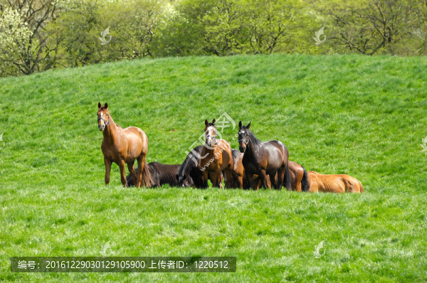 馬