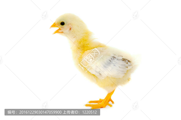 剛出生的小雞