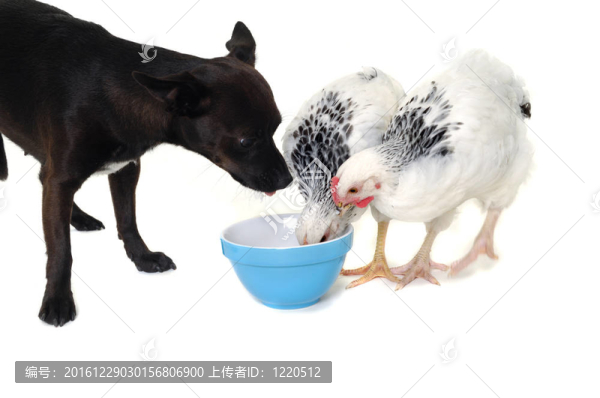 小狗和雞肉吃