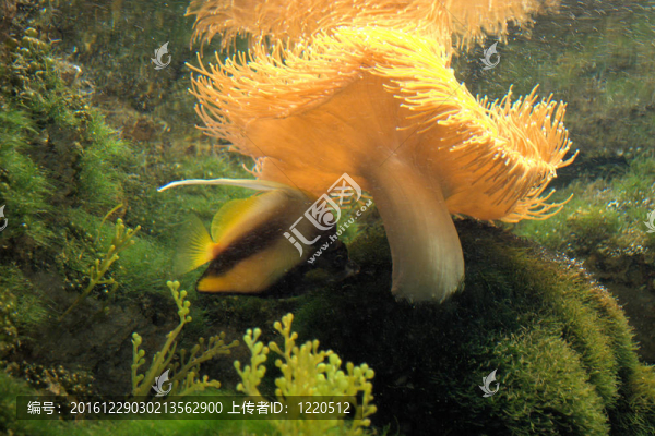 橙海Anenome