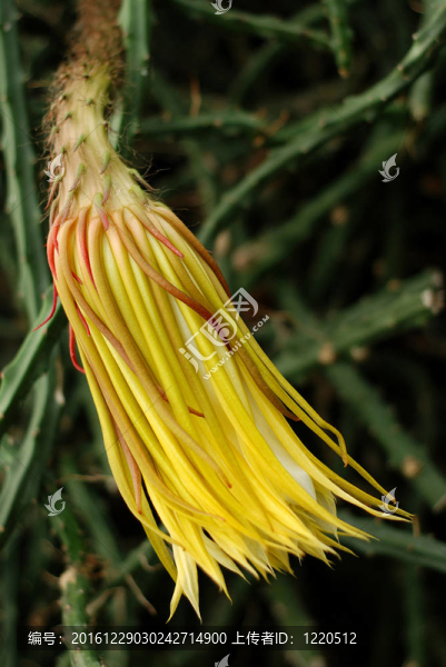 night_blooming_cereus