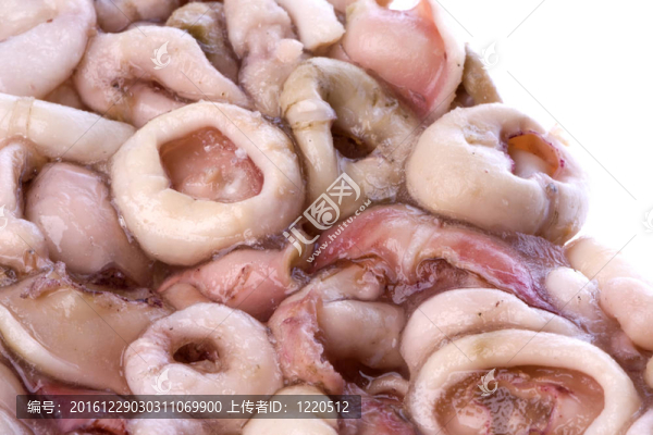 Frozen,Squid,Rings孤立