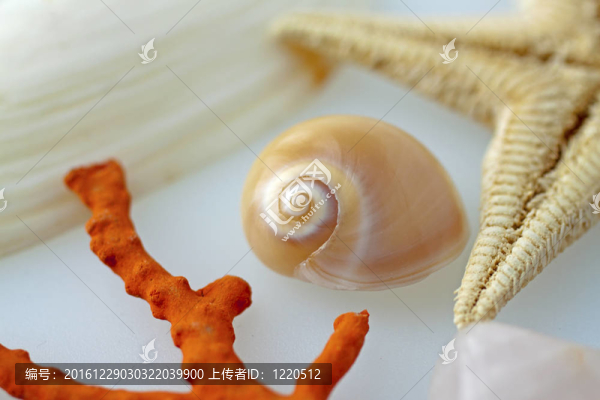 蝸牛