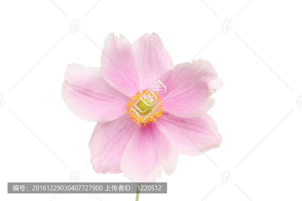 銀蓮花