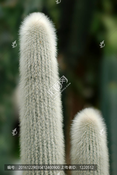 white_cactus