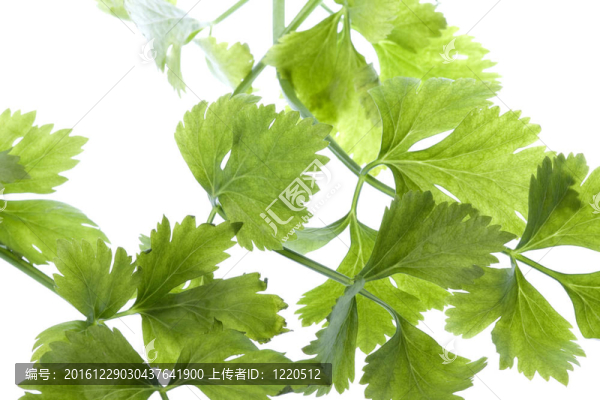 香菜葉分離