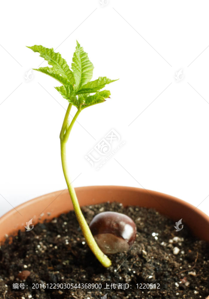 白色板栗幼芽