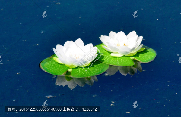 雙蓮