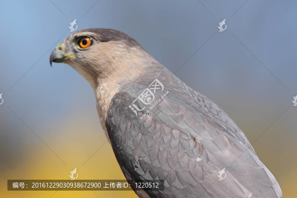 庫(kù)珀鷹