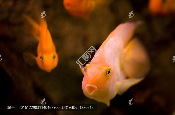 金色的魚