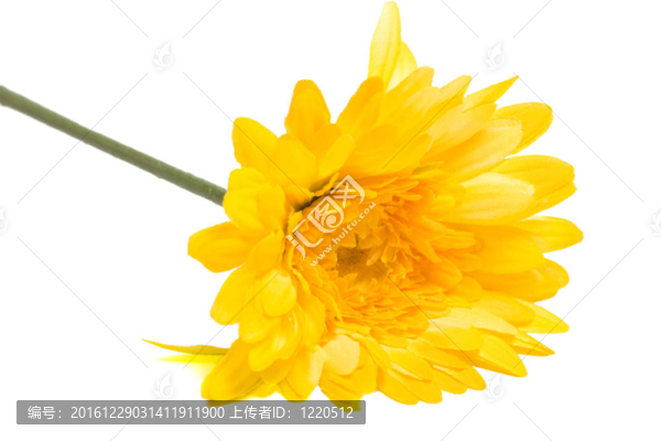 雛菊