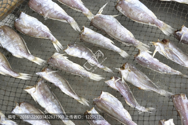 咸魚干燥