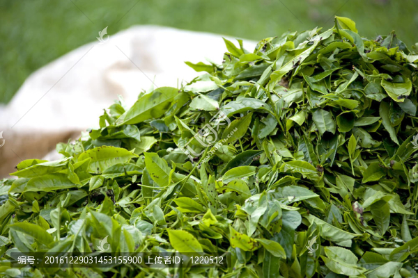 新收獲茶葉