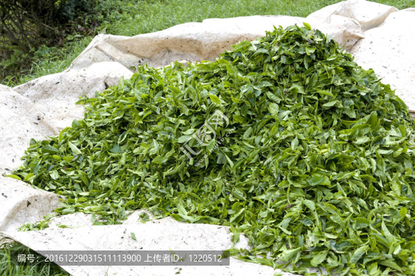新收獲茶葉