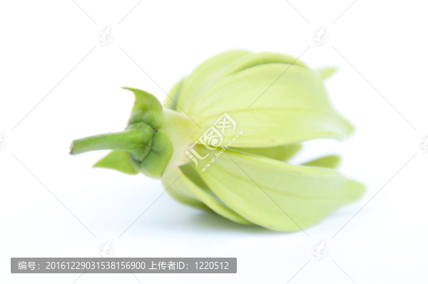 Ylang,Ylang花在隔離背景。
