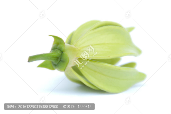 Ylang,Ylang花在隔離背景。