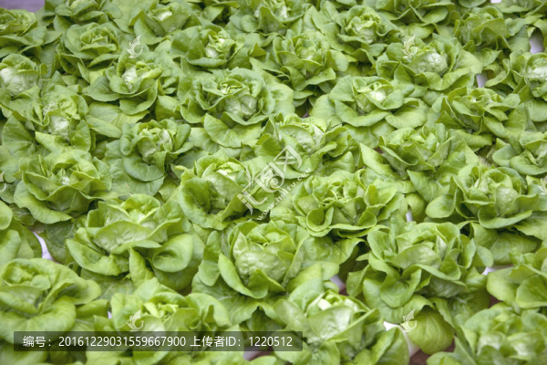 有機(jī)種植的生菜