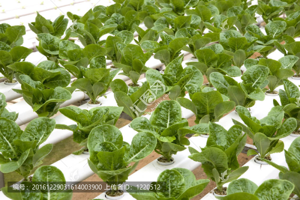 有機(jī)耕種的生菜