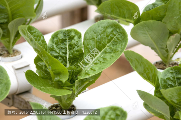 有機耕種的生菜