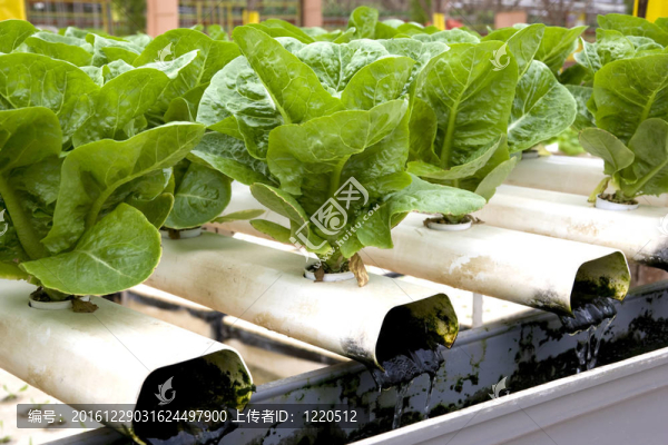 有機(jī)耕種的生菜