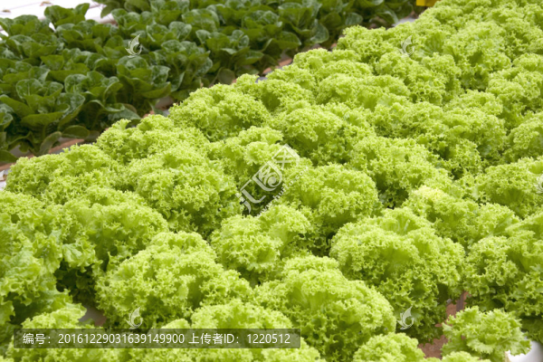 有機(jī)耕種的蔬菜