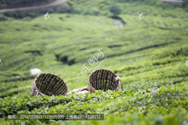 茶葉的籃子