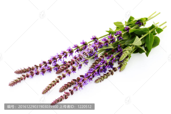 鼠尾草花