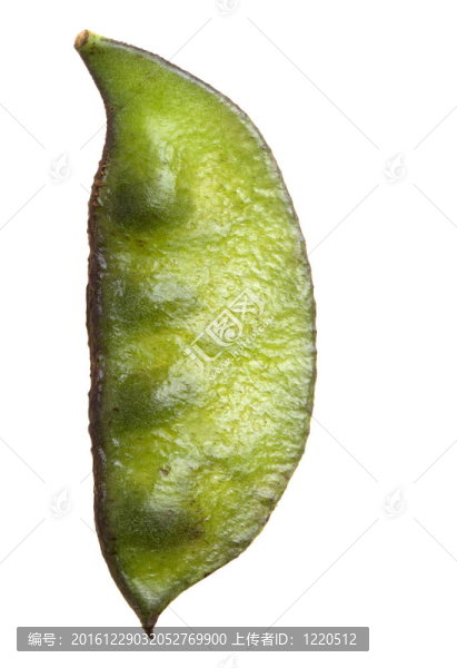扁豆分離