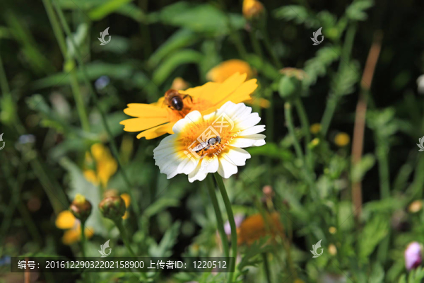 昆蟲對(duì)菊