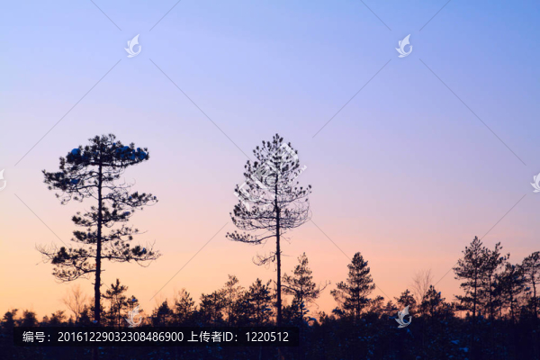 剪影松木