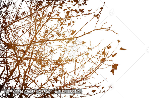花的風(fēng)格