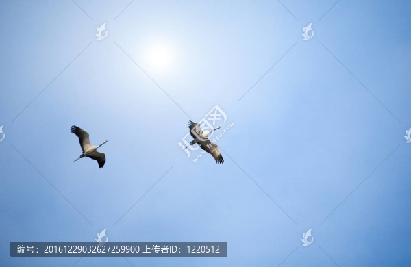 兩只鶴