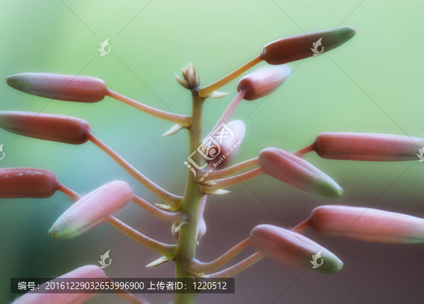 花宏