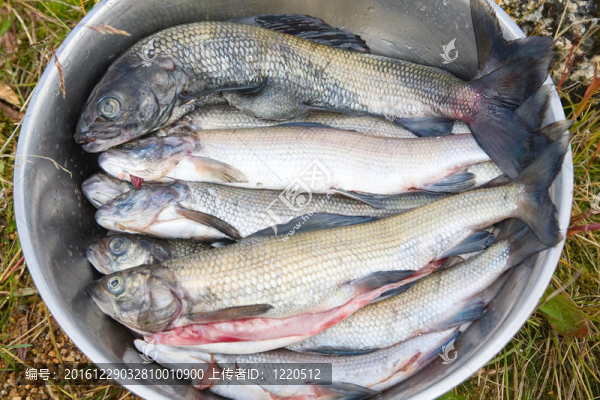 新鮮的魚
