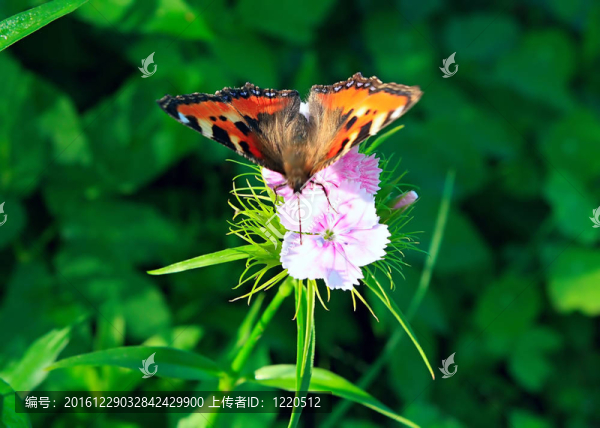 蝴蝶花