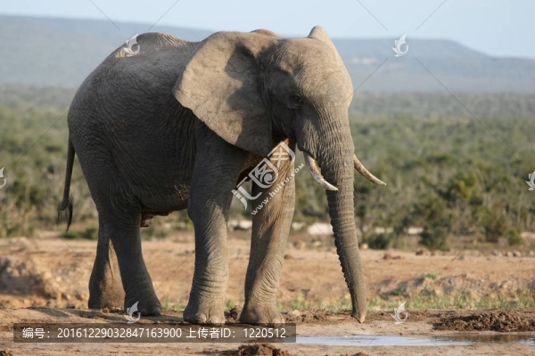 非洲大象在Waterhole