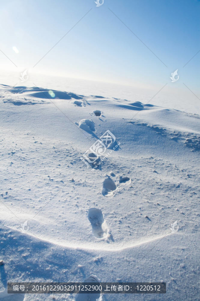 雪地里的腳印