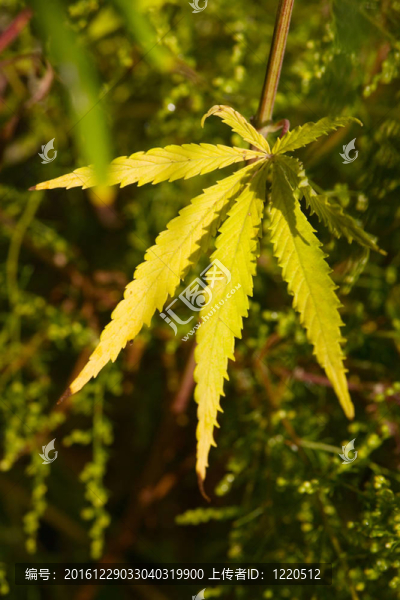 野生大麻
