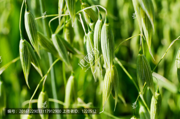 燕麥