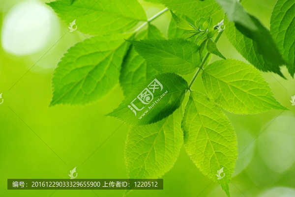 綠色的葉子
