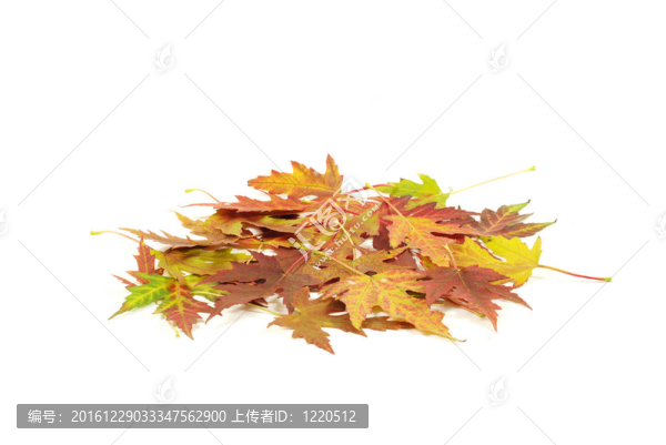 秋天的楓葉