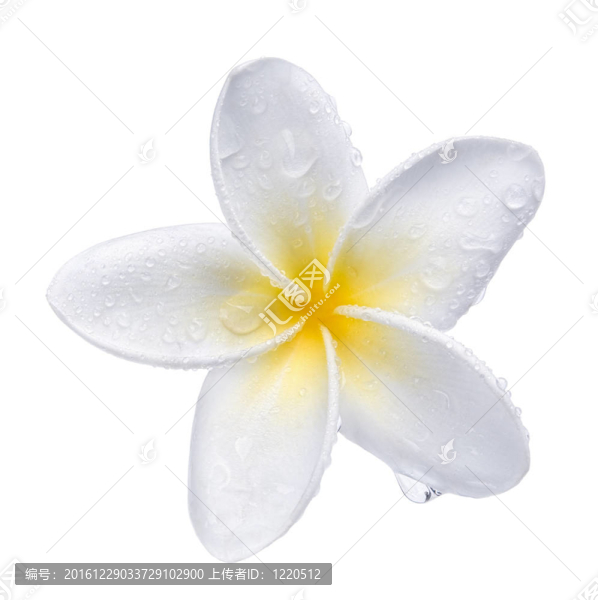 素馨花