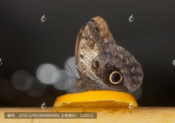 橙色的蝴蝶