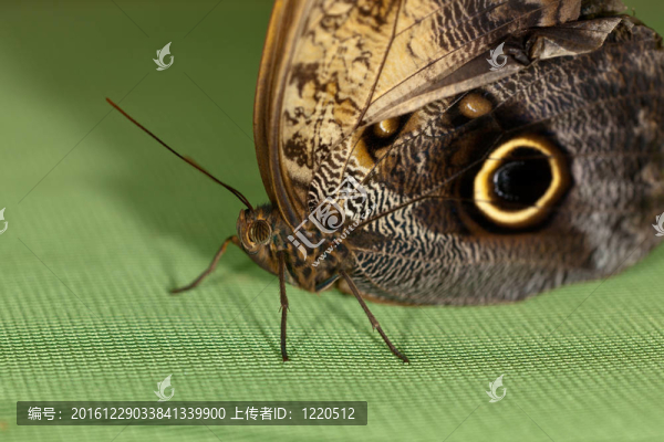 蝴蝶特寫