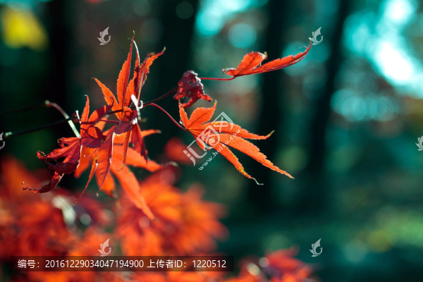 秋天紅葉凋謝了