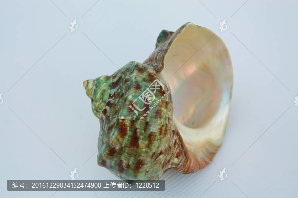 貝殼綠色的頭巾
