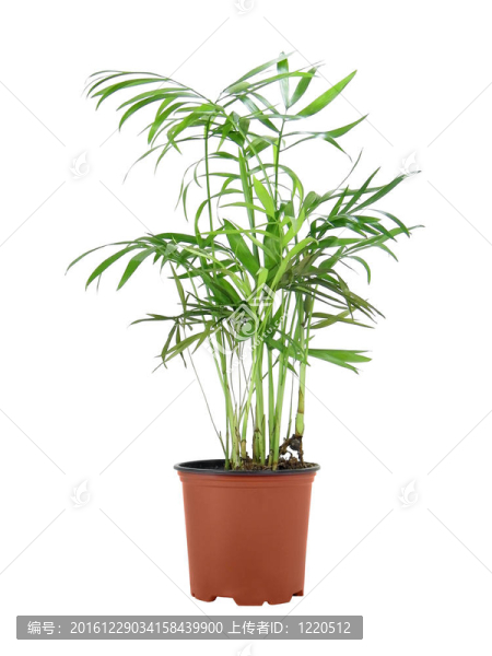Howea,Forsteriana（該公司）