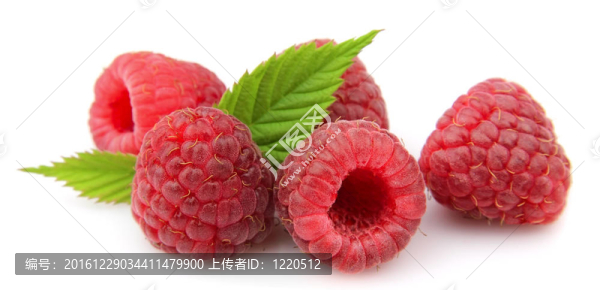 成熟的樹莓與綠葉