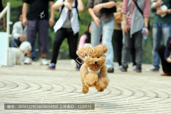 獅子狗跑